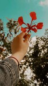 gulmohar.jpg