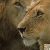 lions (1).gif