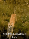 big-cats-cougar.gif