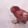 shoes-funny-animals.gif