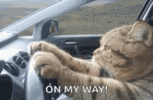 cat-driving-serious.gif