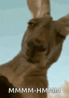 kangaroo-squint.gif