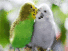parakeets-kiss.gif