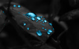 leaves-black-blue-drops-4k-wallpaper.jpg
