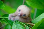 01_slothlove_leaves_3x2.jpg