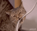 1000214532.gif