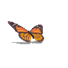 IMG_5557.gif