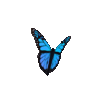 blue_butterfly-min.gif