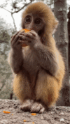 monkey-funny.gif