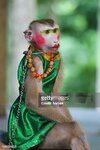 monkey-theatre-thailand.jpg
