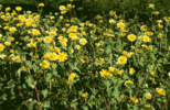 WildfloweringLA-GIF-thehorticult.gif