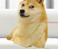 dog pic.jpg dog pic.jpg
