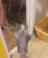 IMG_1354.gif