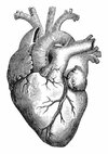 9 Anatomical Heart Drawings!.jpg