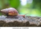 snail-crawl-on-cement-floor-260nw-1510099340.jpg snail-crawl-on-cement-floor-260nw-1510099340.jpg
