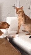 1000035670.gif