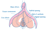 vagina-anatomy-ccl.png