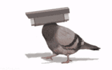 1000025421.gif