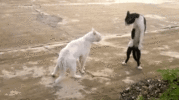 1000126055.gif