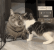 1000026083.gif