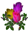 flowers-roses.gif