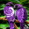 9a46ccd4bee6e57b07567d41f37ca0d7.gif
