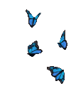 butterfly-blue (1).gif butterfly-blue (1).gif