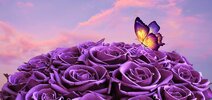 what do purple roses mean.jpg
