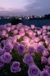 purple-roses-field-dusk-with-city-background-generative-ai_974533-18292.jpg