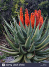 aloe-succotrina-orange-flowers-on-aloe-vera-in-southern-california-BXWMT1.jpg