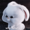 meliwhy.gif