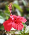1200px-Hibiscus_flower_TZ.jpg
