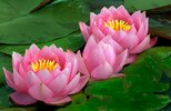 Plant-Flower-Aquatic-plant-Water-lily-Nymphaea.jpg