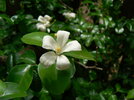 flower.jpg