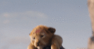 1741450431339.gif