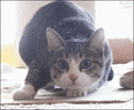 Excited Cat GIF.gif