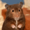 1000163016.gif