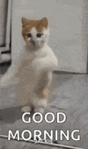 dancing-cat-dance.gif