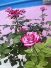 IMG_0193.jpeg