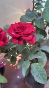 IMG_1090.jpeg