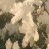IMG_7811.jpeg