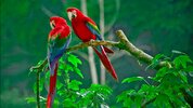 parrots_paradise-1366x768.jpg