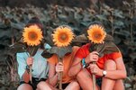 sunflowers1.jpg