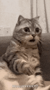 1000089316.gif