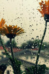 sunflowers-and-the-beautiful-rain-jpvfnxixlkn54h1j.jpg