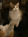1000182728.gif