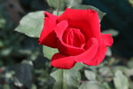 IMG_0268.JPG