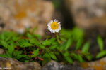 IMG_4425.jpeg