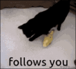 miss-may.gif