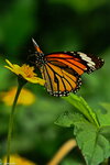 IMG_2400.jpeg
